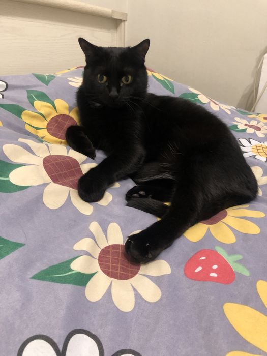 Отдам в хорошие руки