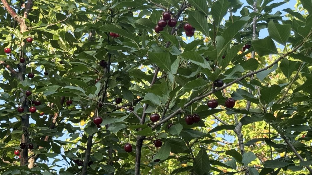 Домастроительде (Бумажник) дача сатылады