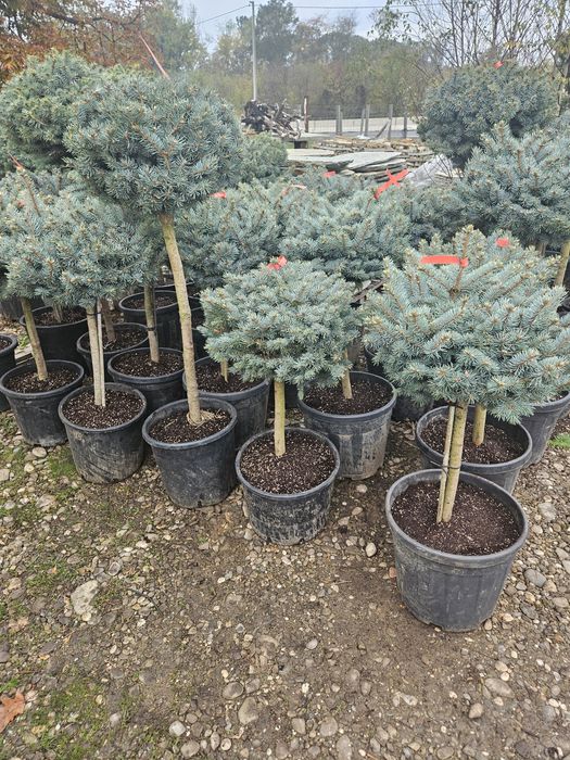 Palmieri tranhicarpus plante