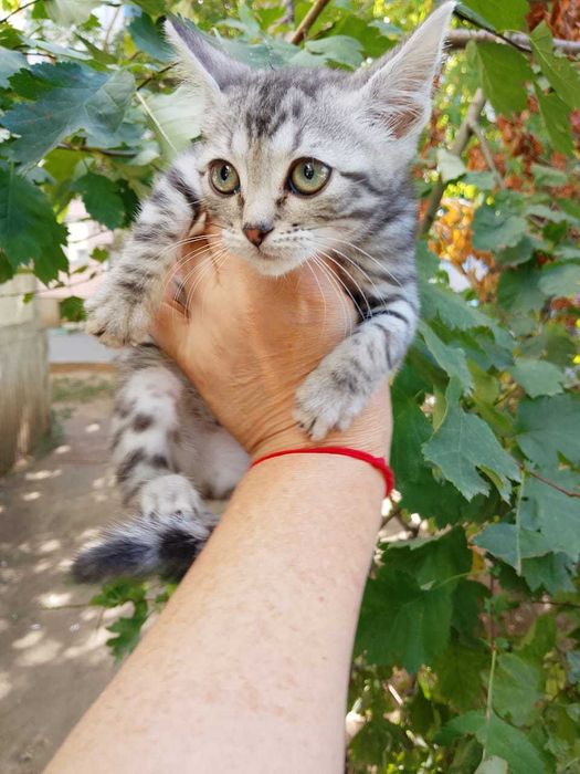 Отдам в добрые руки котят