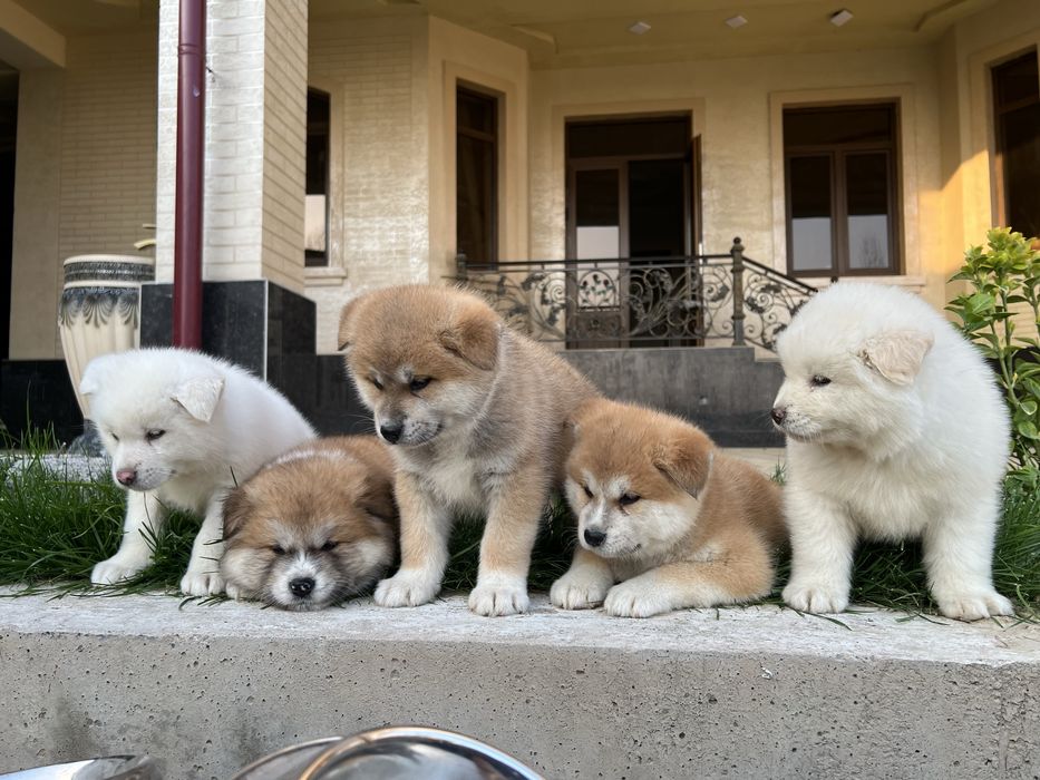 Акита ину (хатико)