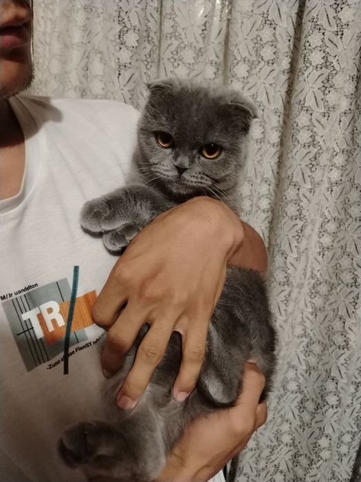 Продаётся кошки шотландская вислоуха и шотландская