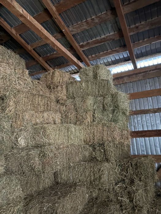 Vând baloti lucernă