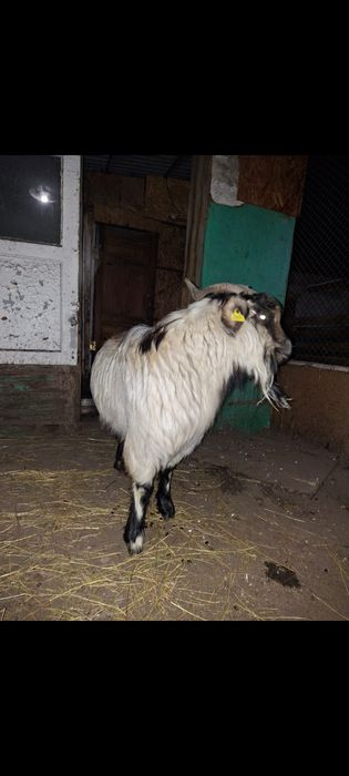 Продается козёл  производитель