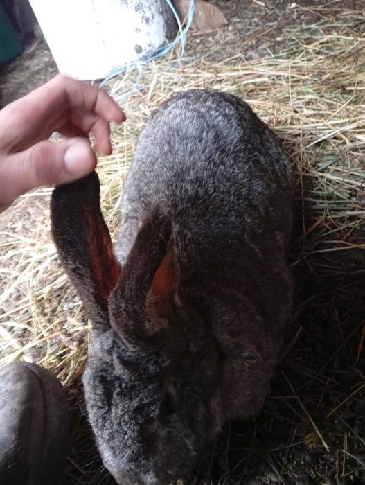 4 iepuri de vânzare