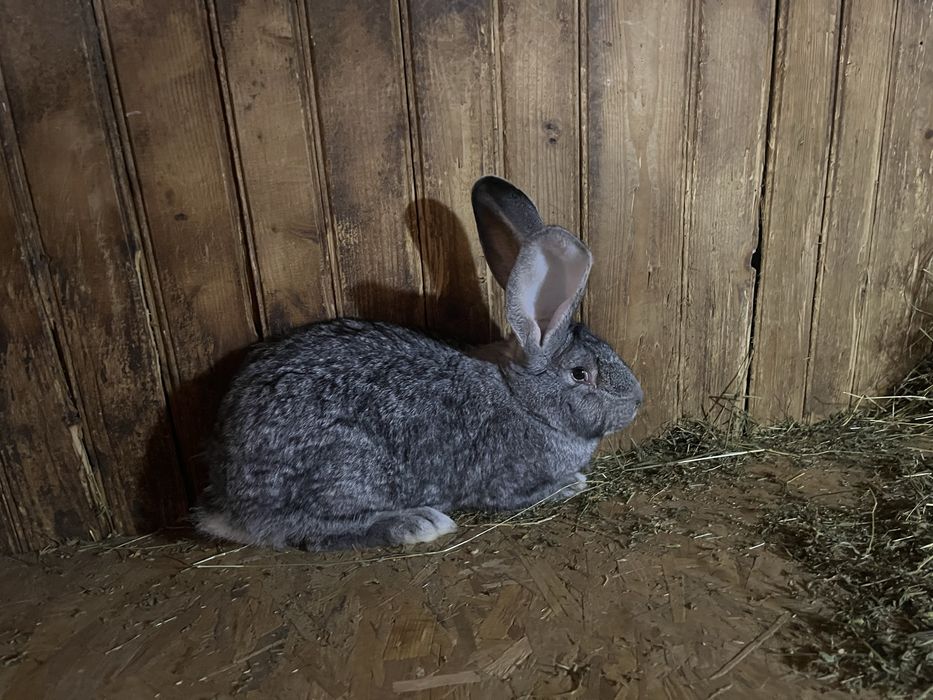 Pereche Urias German Chinchilla 6 luni