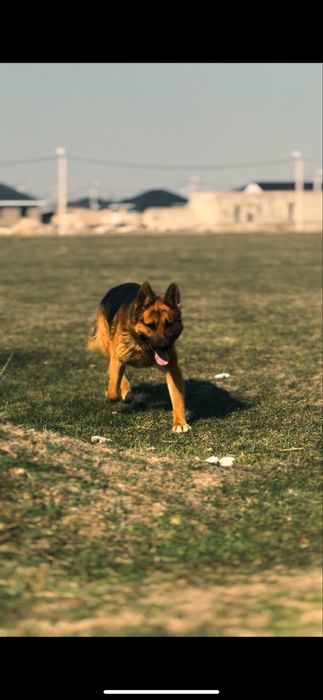 Немецская овчарка 2 год