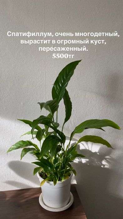 Комнатные растения