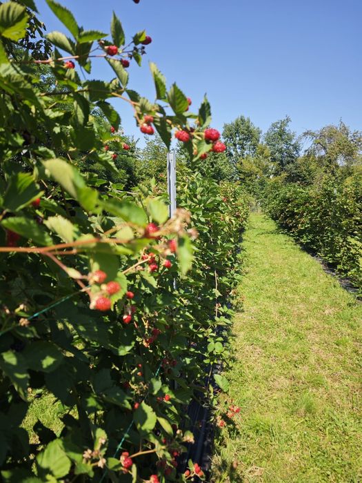 Vând butași de mure – soi Thornfree