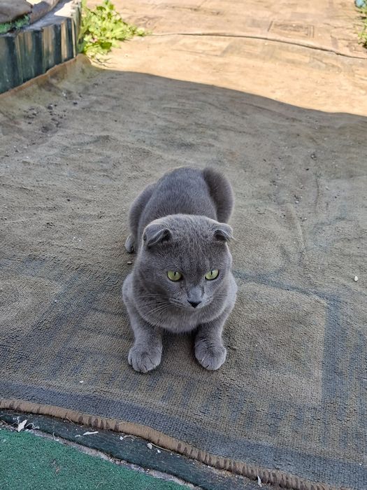 Отдам бесплатно кота мальчика породистого