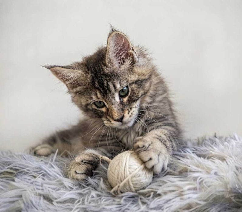 ATHENA  Maine Coon european Black Tortie Tabby | Lynx Rune Code — Acolo unde ciufurile devin coroane