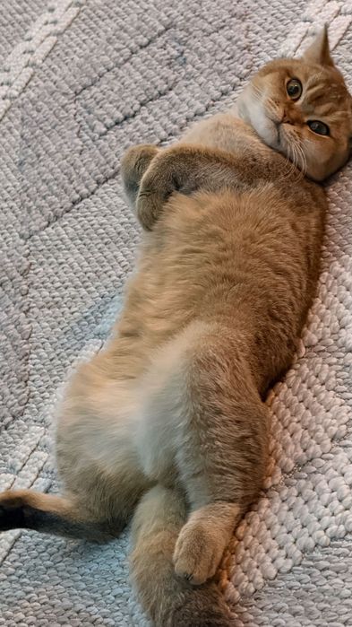 Золотая Шиншилла