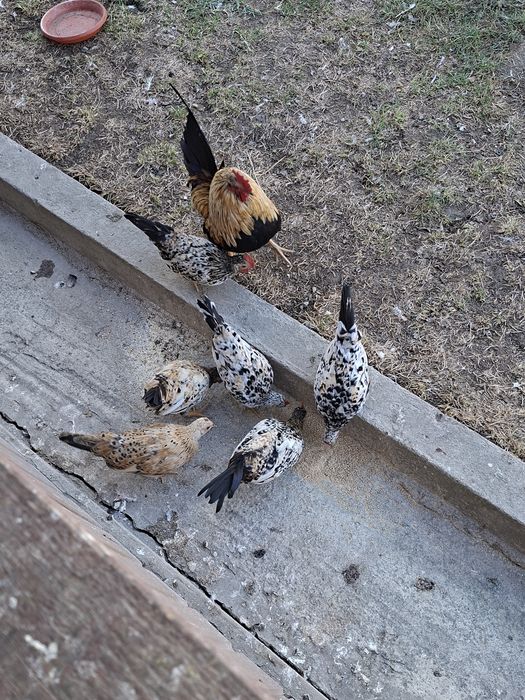 Cocoși de "munte"