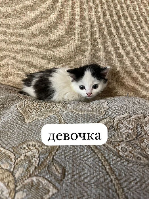 Отдам в добрые руки