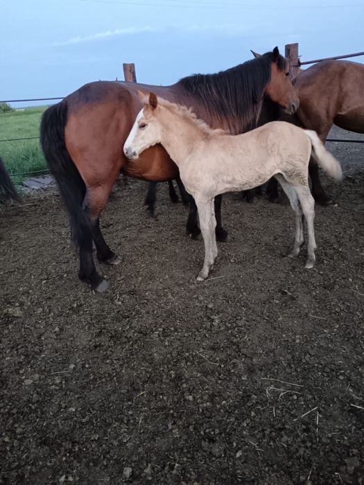 Продам лошадей (кабыл)