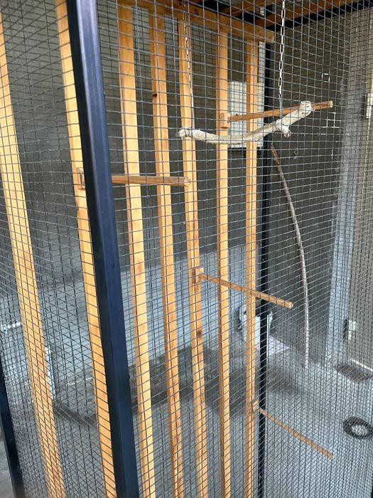 Кафас сотилади холати йенги