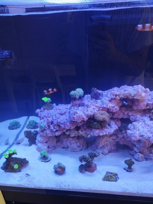 Морски аквариум red sea 300g2+