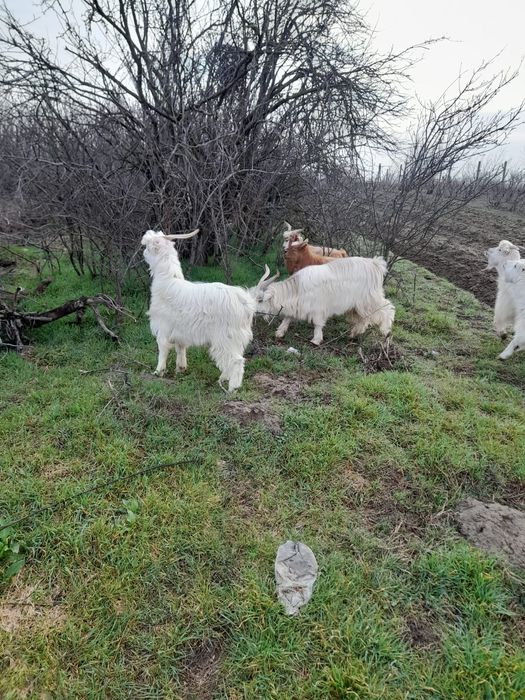 Tapi de vânzare....