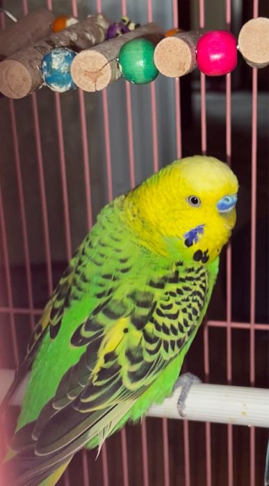 Папугай волнистый