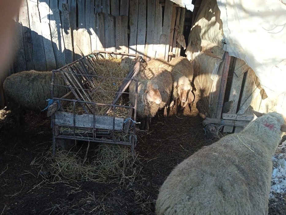 Vând oi cu miei și gestante