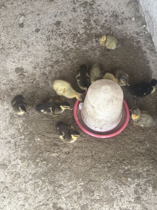 Vand Boboci de rata de