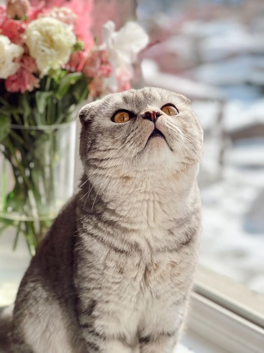 Срочно продам кошку
