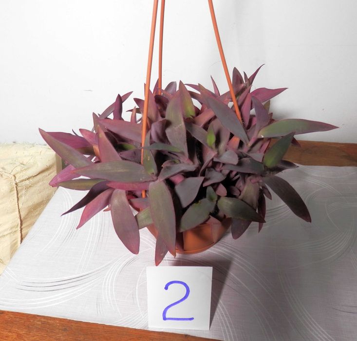 Planta ornamentala Tradescantia pallida Purpurea (Purple Heart)