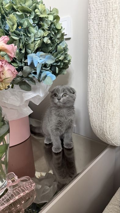 Вислоухий котёнок