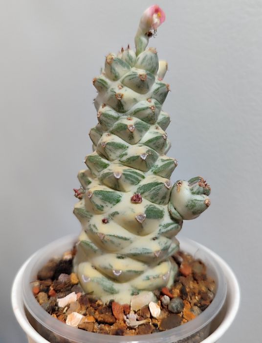 Euphorbia Growing Variegata