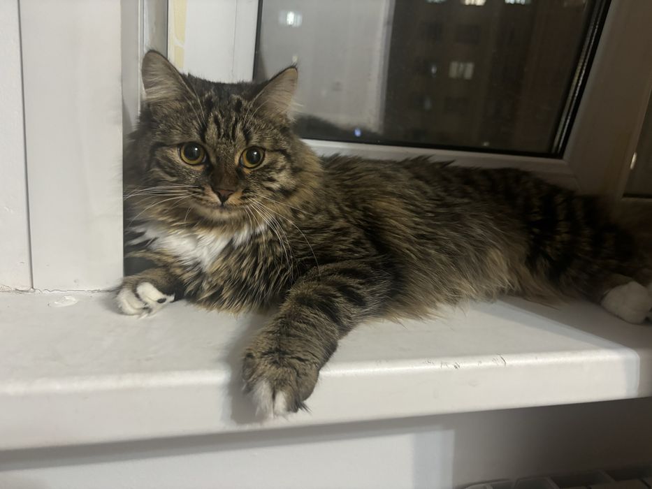 Отдаю котенка 9 месяцев