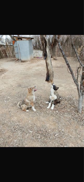 Лайка күшік сатылады