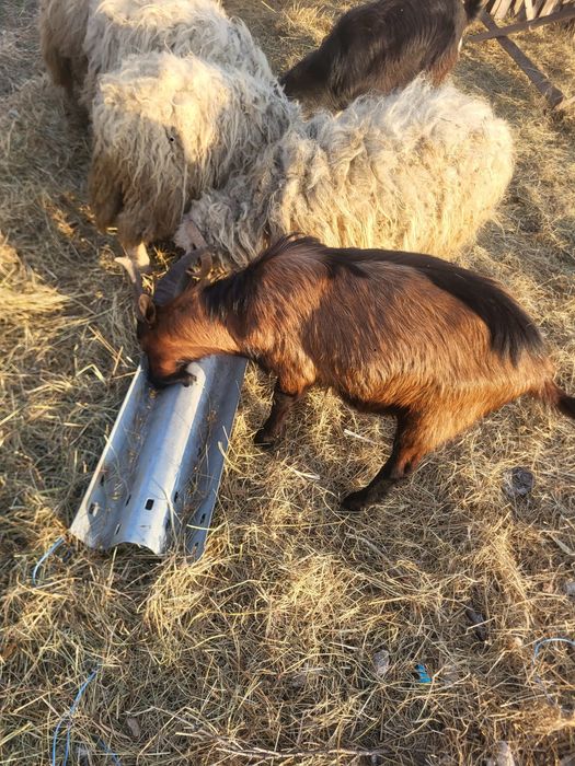 Vând sau schimb țap alpin francez pur!