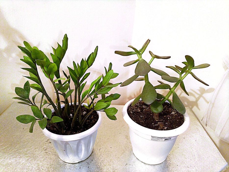 Мектепке дайын гул