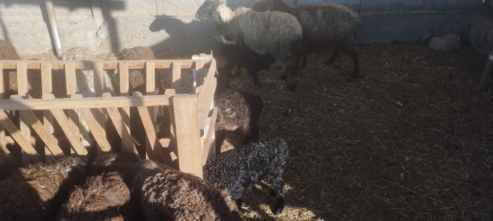 Продам матки с ягнятами