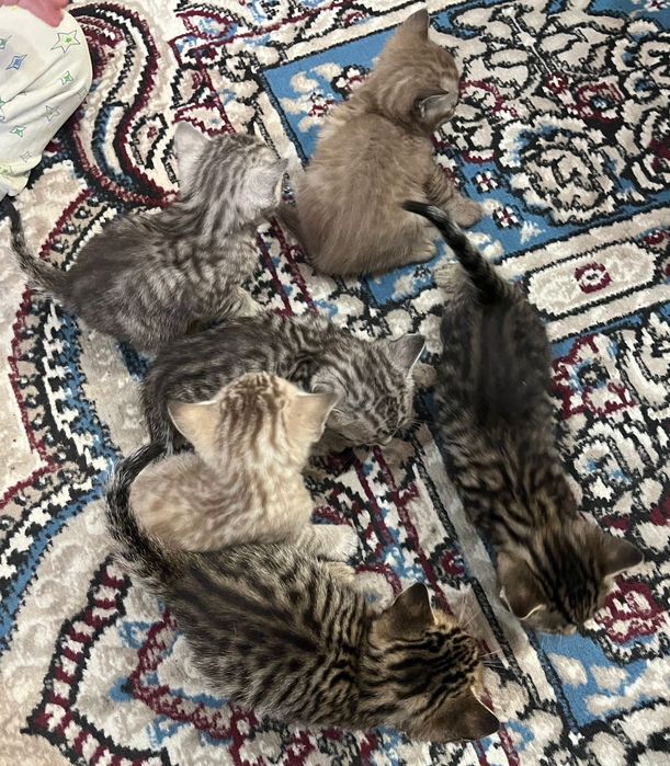 Продам породистых котят