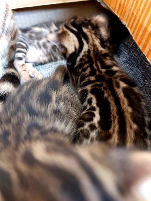 Тигрята- БЕНГАЛЫ!