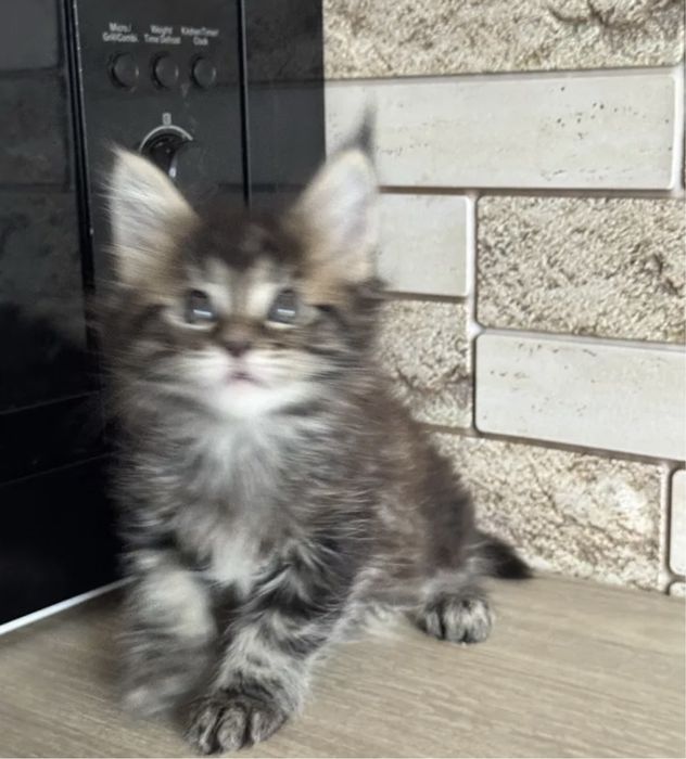 Мейн кун девочка