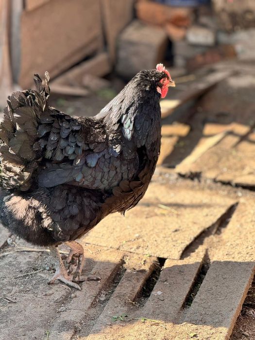 Oua si pui jersey giant