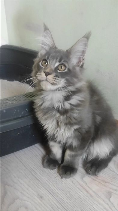 Котенок мейн кун очень крупный