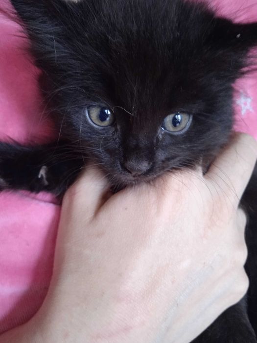 Чёрный пушистый котёнок турецкой ангоры, девочка 2 месяца.