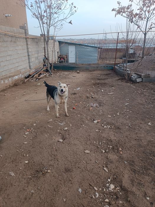 Ит сатылады бір жасар