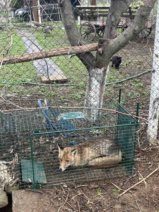 Капан за лисица с жива примамка