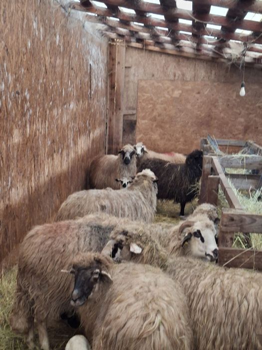 Vand 15 oi cu miei