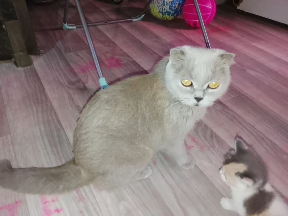 Отдам котят шотландских
