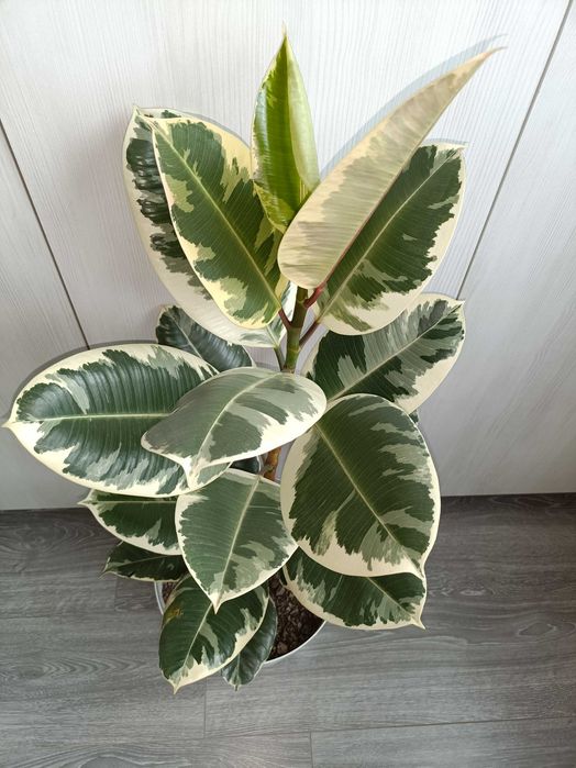 Ficus în degrade 1m înălțime