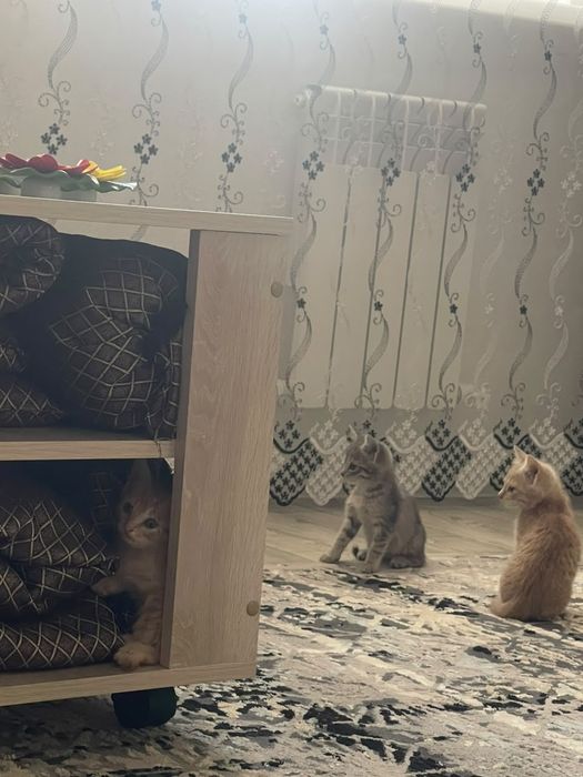 Отдам котят в добрые руки!