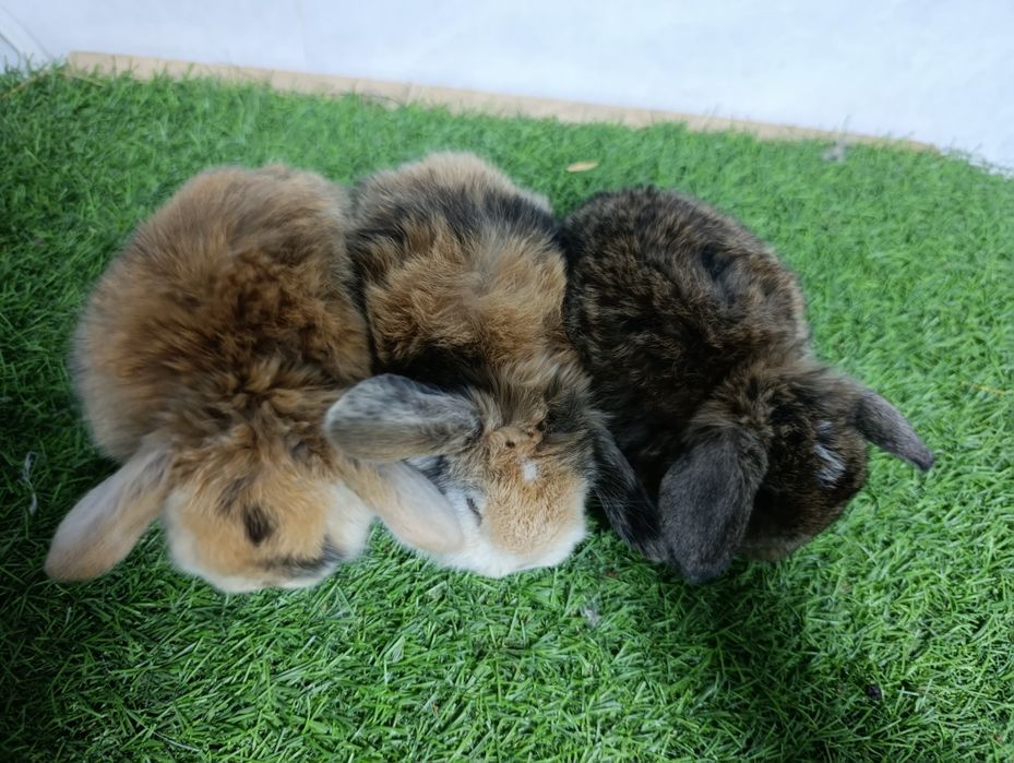 Продается карликовый баран кролики разные цвета