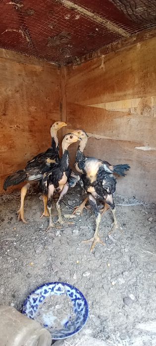 Dakan jojalar sotilad