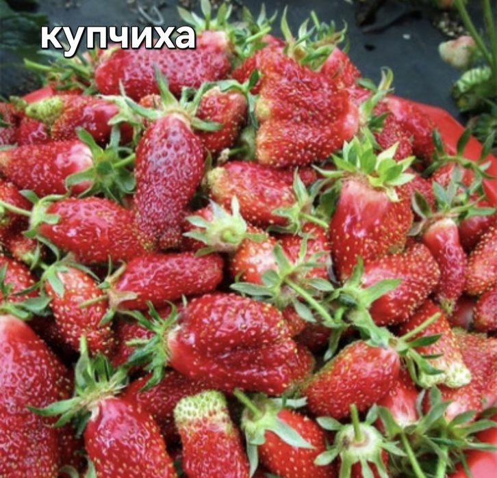 Продам саженцы клубники