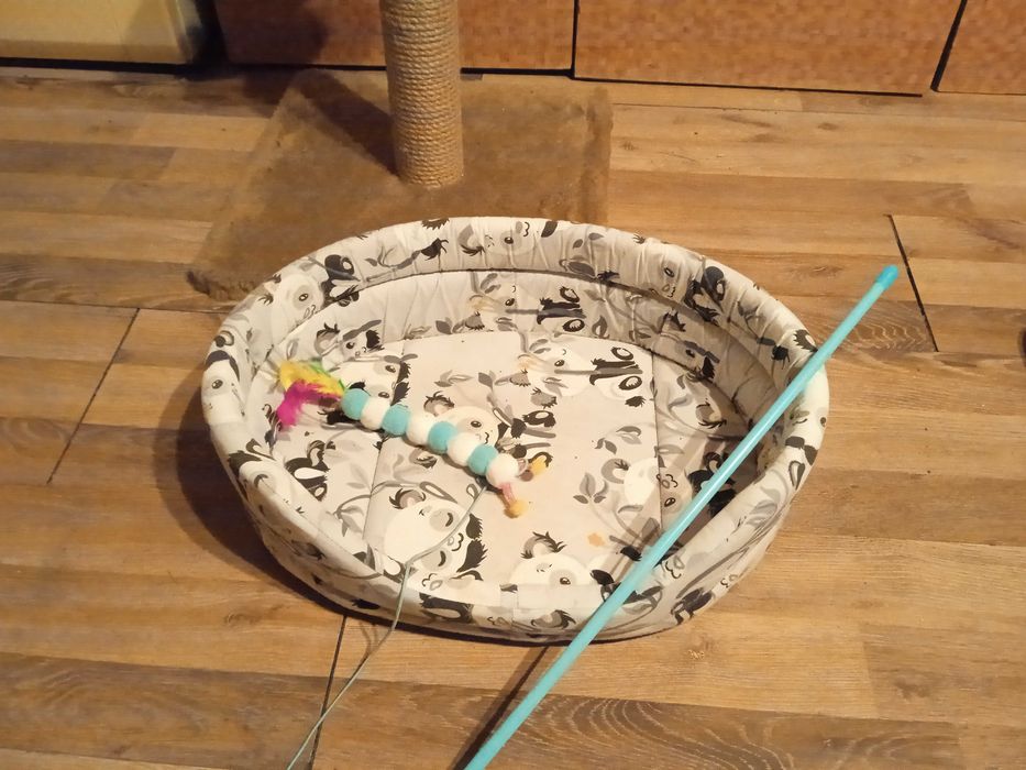 Принадлежности для кошки